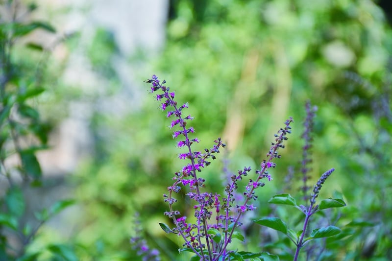 Bottle Herb Garden
