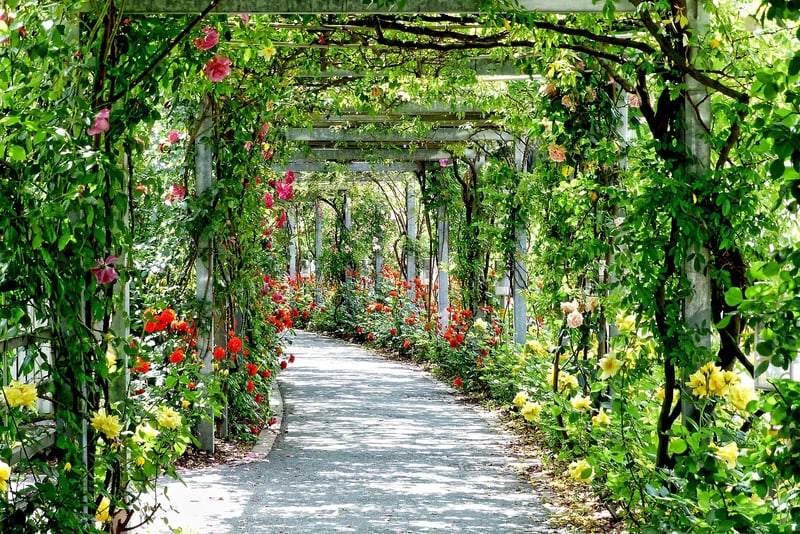 Garden Pergola