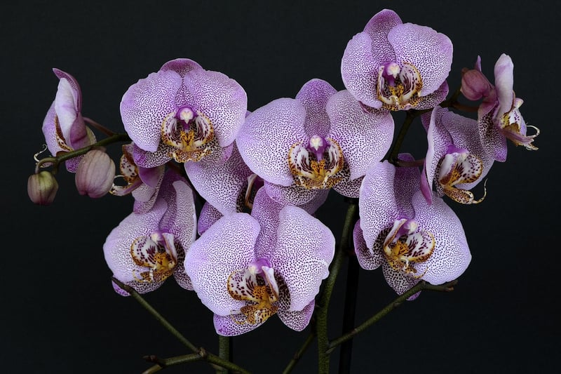 Orchids